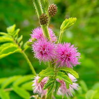 Mimosa Pudica Blumensamen zur Aussaat Wildblume Mischung Traditionssorte & ohne Gentechnik Samen Hausgarten