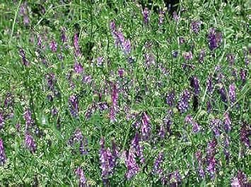 Lila vetch blume samen for anpflanzung - perfect for borders, heirloom & gmo free samen for home garten
 
 sale samen for home garten