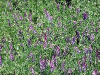 Lila vetch blume samen for anpflanzung - perfect for borders, heirloom & gmo free samen for home garten
 
 sale samen for home garten