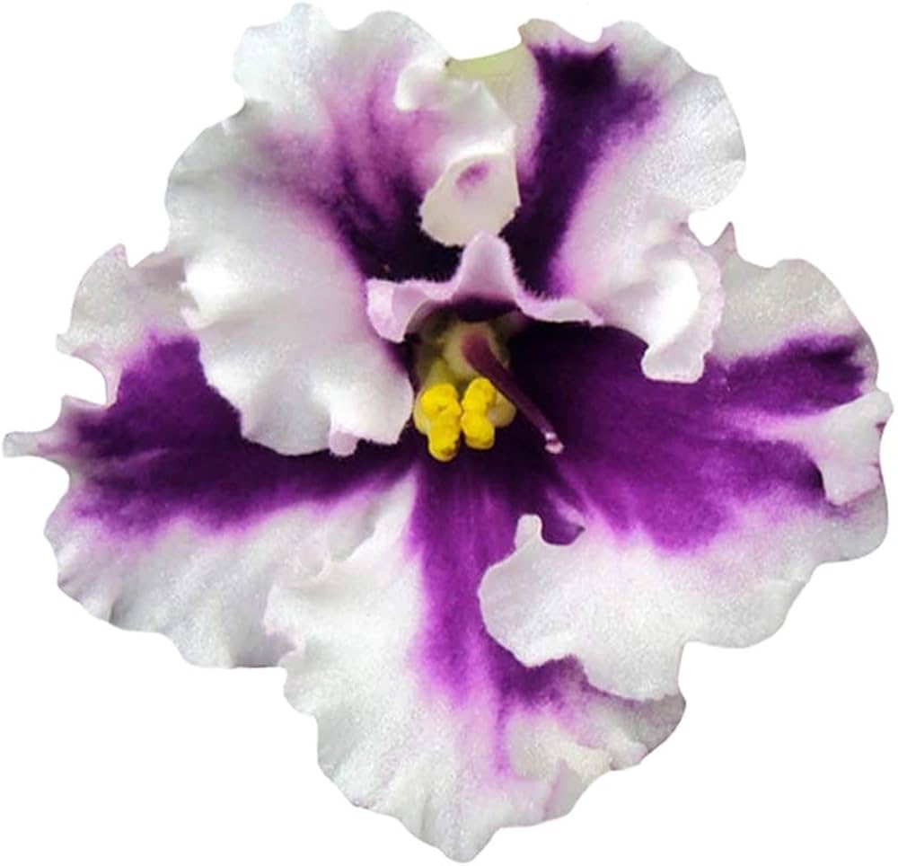 Weiß Blau Mini Violett Blumensamen zur Aussaat Garten beliebt Traditionssorte & ohne Gentechnik Samen Hausgarten