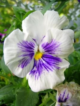 Weiß blau wittrockiana blume samen for anpflanzung - easy to grow, heirloom & gmo free samen for home garten
 
 sale for anpflanzung in home garten.