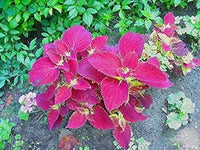 Velvet coleus jazz blume samen for anpflanzung - pollinator friendly, heirloom & gmo free samen for home garten
 
 sale samen for home garten