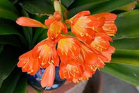 Orange miniata blume samen for anpflanzung - bright blooms, heirloom & gmo free samen for home garten
 
 sale for anpflanzung in home garten