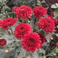 Chrysantheme tief Rot Blumensamen zur Aussaat – lang Blüte Saison – Traditionssorte & ohne Gentechnik Samen Hausgarten