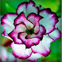 Weiß lila adenium blume samen for anpflanzung seasonal bloomer heirloom & gmo free samen for home garten 
 
 sale samen for home garten anpflanzung