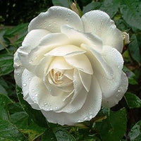 Weiß climbing rose samen blume samen for anpflanzung easy to grow heirloom & gmo free samen for home garten 
 
 sale for anpflanzung in home garten