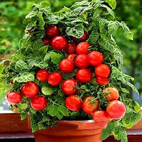 Rot Bonsai Tomate Planting Samen for Home Gardens
