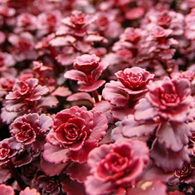 Sedum voodoo succulent blume samen for anpflanzung