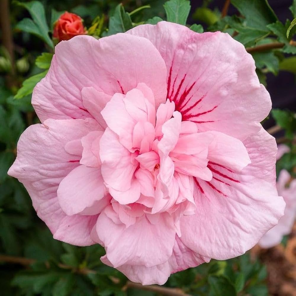 hell Rosa Hibiskus Blumensamen zur Aussaat – Traditionssorte ohne Gentechnik biologisch Garten Samen Keimung