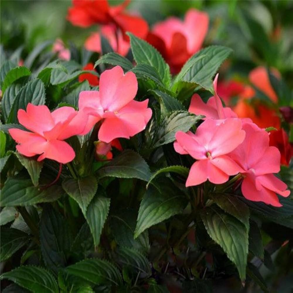 Impatiens impreza cherry splash for anpflanzung in blume bed
