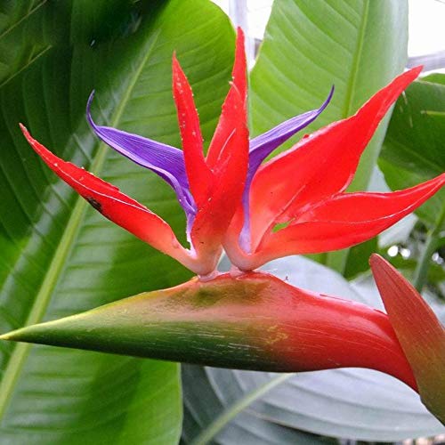 Strelitzia reginae blume samen for anpflanzung - easy to grow, heirloom & gmo free samen for home garten
sale for anpflanzung in home garten.