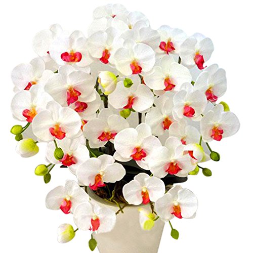 Weiß Rot Schmetterlingsorchidee Orchidee Blumensamen zur Aussaat – duftend Blüten – Traditionssorte & ohne Gentechnik Samen Hausgarten