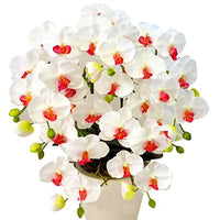 Weiß Rot Schmetterlingsorchidee Orchidee Blumensamen zur Aussaat – duftend Blüten – Traditionssorte & ohne Gentechnik Samen Hausgarten