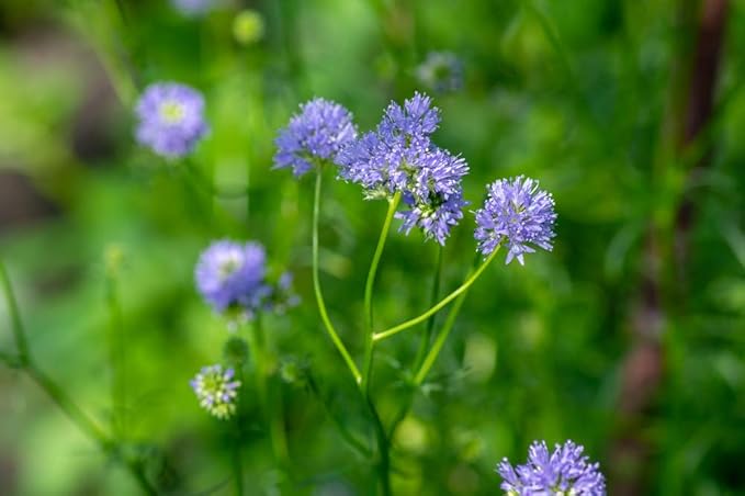 Globe Gilla Samen Globe-Shaped Blumen