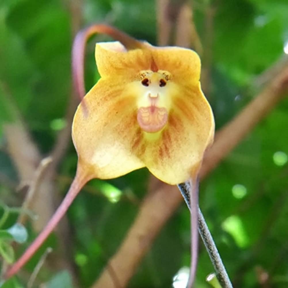 hell Grün Monkey Face Orchidee Samen Blumensamen zur Aussaat robust Sorte Traditionssorte & ohne Gentechnik Samen Hausgarten