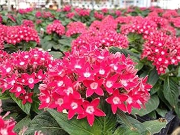 Rosa pentas blume samen for anpflanzung - vibrant colors, heirloom & gmo free samen for home garten
 
 sale for anpflanzung in home garten.