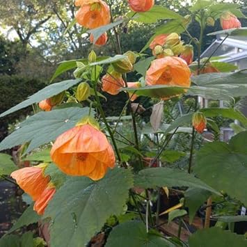 Light orange abutilon blume samen for anpflanzung bright blooms heirloom & gmo free samen for home garten 
 
 sale samen for home garten anpflanzung