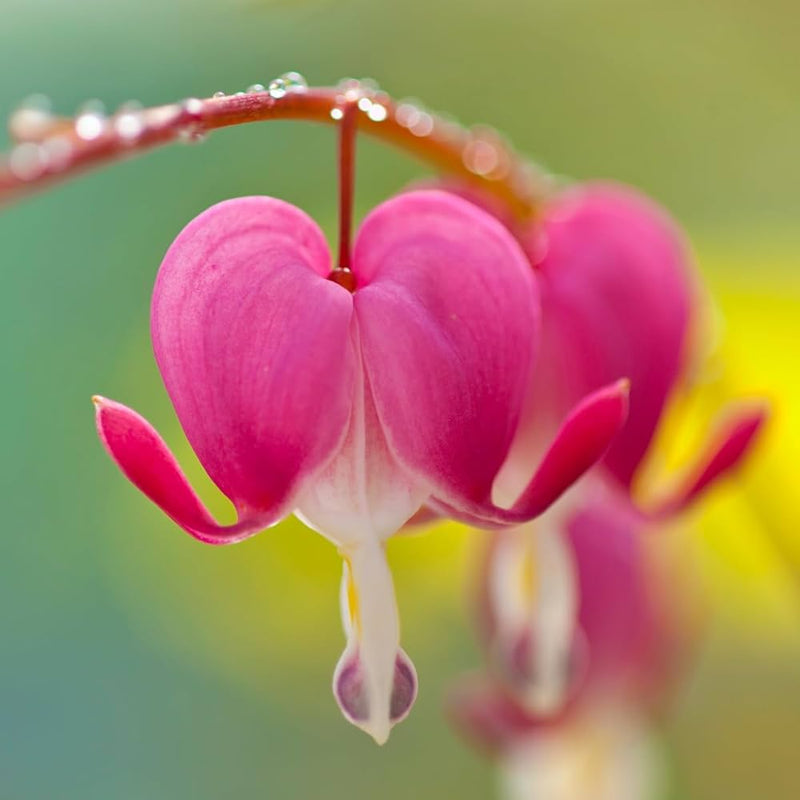 Bleeding heart dicentra spectabilis for outdoor shade garten