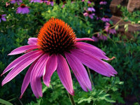 Echinacea Echinacea purpurea Luster Gemischt Blumensamen zur Aussaat Blume Beet