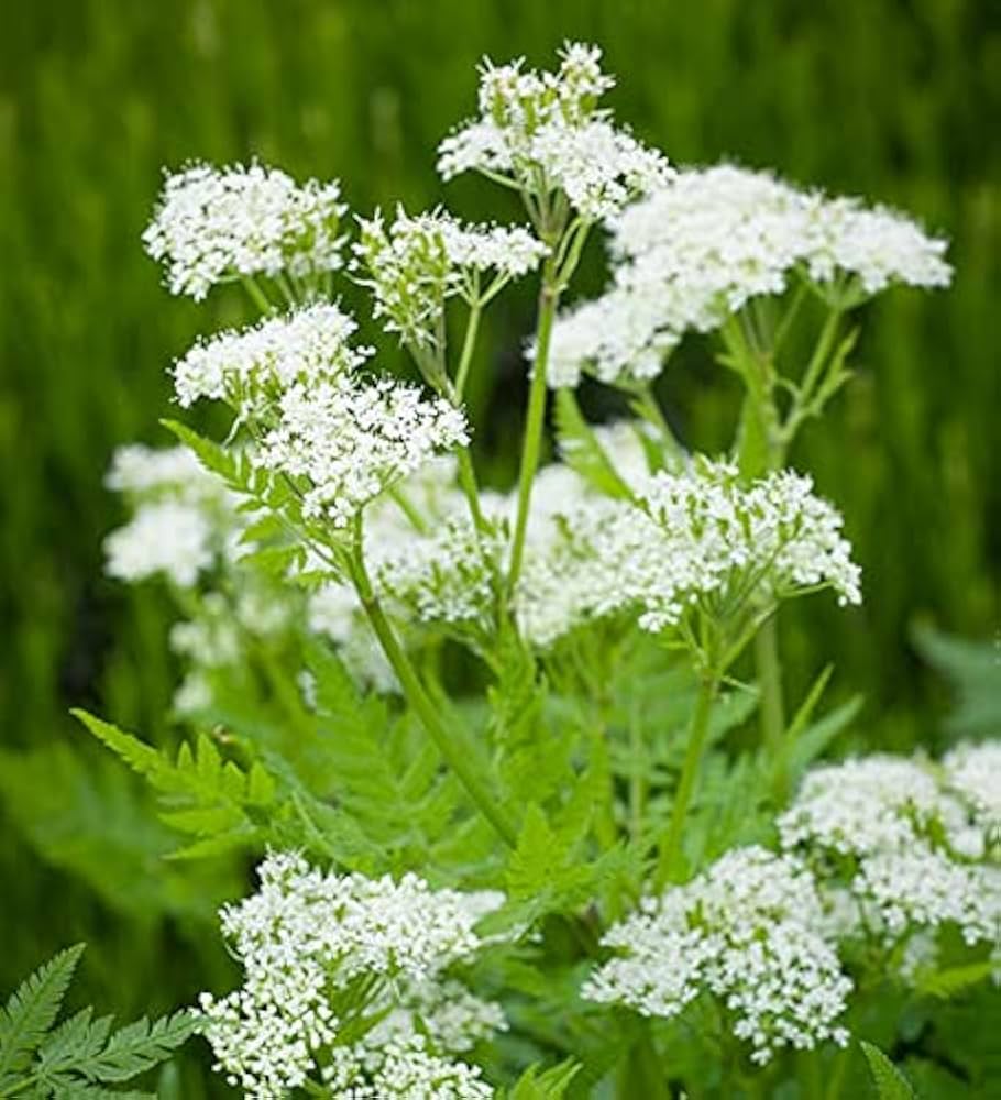 Myrrhis Odorata Blumensamen zur Aussaat saisonal Dauerblüher Traditionssorte & ohne Gentechnik Samen Hausgarten