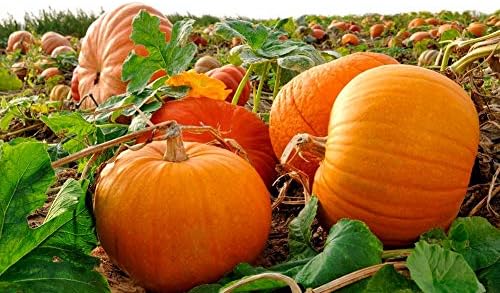 Riesige wallace whoppers pumpkin samen für aussaat gemüse samen