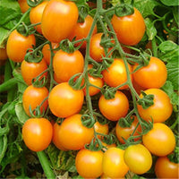 Traditionelle tomato solanum lycopersicum für aussaat in balcony garten