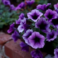 Lila Trailing Petunie Blumensamen zur Aussaat – saisonal Dauerblüher – Traditionssorte & ohne Gentechnik Samen Hausgarten