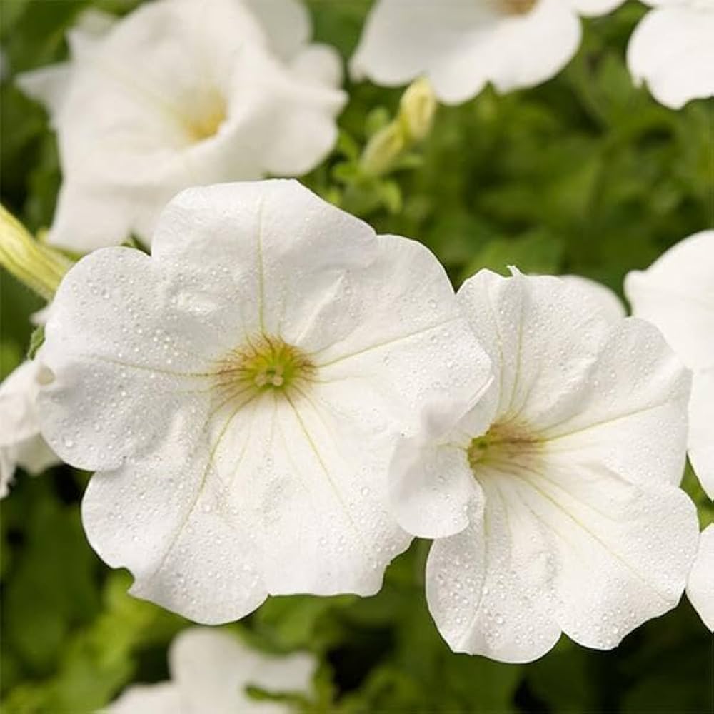 Weiß Petunie Blumensamen zur Aussaat – Garten beliebt – Traditionssorte & ohne Gentechnik Samen Hausgarten