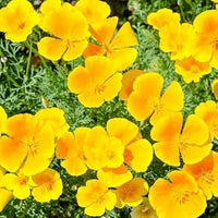 Cali blume samen for anpflanzung - wildflower mix, heirloom & gmo free samen for home garten
 
 sale for anpflanzung in home garten.