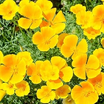 Cali blume samen for anpflanzung - wildflower mix, heirloom & gmo free samen for home garten
 
 sale for anpflanzung in home garten.
