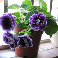 Mixed gloxinia blume samen for potted bonsai and garten blooms