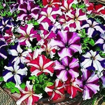 Pelletized Petunie Star Orchidee Ice Samen elegant Garten Accents