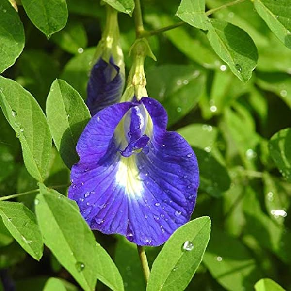 Coral (coral pea) samen for anpflanzung in home garten