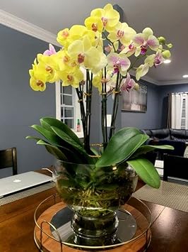 Gelb phalaenopsis blume samen for anpflanzung - garten favorite, heirloom & gmo free samen for home garten
 
 sale for anpflanzung in home garten.