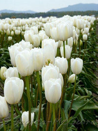 hell Grey Tulpe Blumensamen zur Aussaat robust Sorte Traditionssorte & ohne Gentechnik Samen Hausgarten