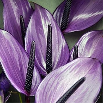 Lavender anthurium blume samen for anpflanzung - wildflower mix, heirloom & gmo free samen for home garten
 
 sale samen for anpflanzung in home garten