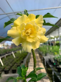 Gelb Wüstenrose Obesum Blumensamen zur Aussaat