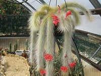 Winteria colademononis rot blume samen for anpflanzung - fragrant blossoms, heirloom & gmo free samen for home garten
 
 sale for anpflanzung in home garten