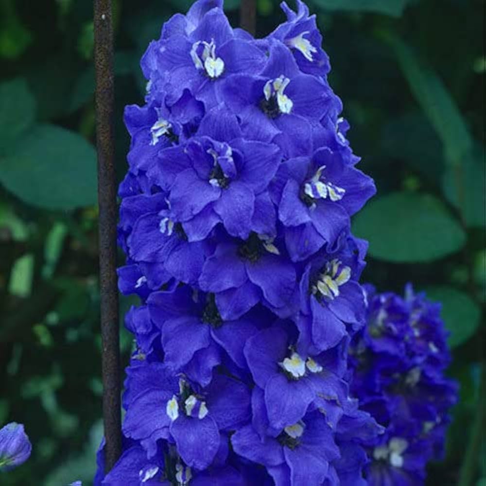 Schmetterling Mischung Delphinium Blumensamen zur Aussaat