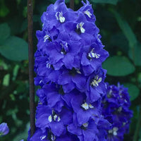 Schmetterling Mischung Delphinium Blumensamen zur Aussaat