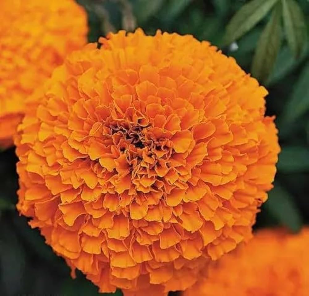 African Blumensamen zur Aussaat – Halbschatten verträglich – Traditionssorte & ohne Gentechnik Samen Hausgarten