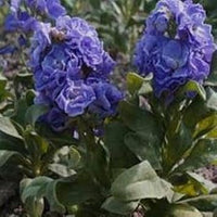 Blau matthiola incana blume samen for anpflanzung - garten favorite, heirloom & gmo free samen for home garten
 
 sale for anpflanzung in home garten