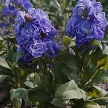 Blau matthiola incana blume samen for anpflanzung - garten favorite, heirloom & gmo free samen for home garten
 
 sale for anpflanzung in home garten
