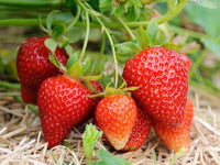Strawberry Samen zur Aussaat üppig Garten Fruits – Anzucht
