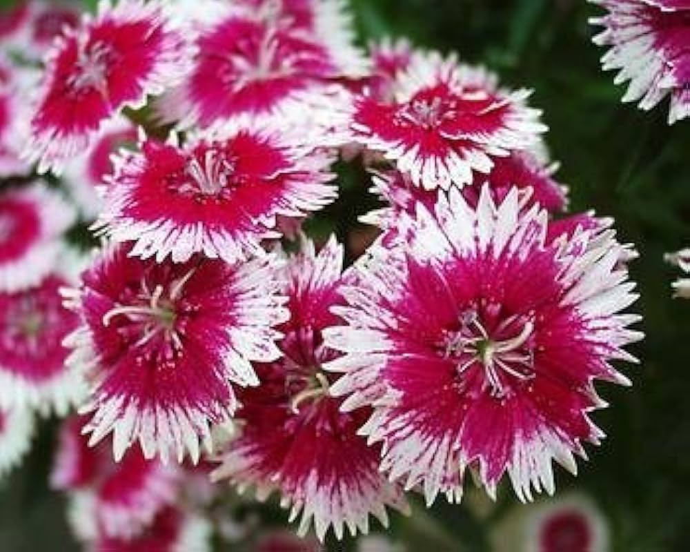 mehrfarbig Sweet Scabious Blumensamen