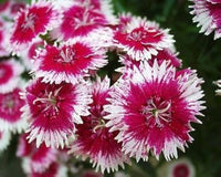 mehrfarbig Sweet Scabious Blumensamen