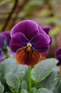 Veilchen Engel Blueberry Glow Samen Striking Violett Blumen