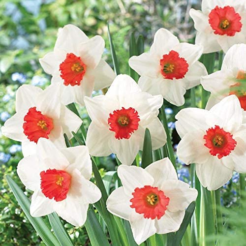 Burgundy weiß daffodil blume samen for anpflanzung easy to grow heirloom & gmo free samen for home garten 
 
 sale for anpflanzung in home garten
