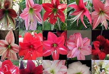 Hippeastrum rutilum mixed blume samen for anpflanzung - shade tolerant, heirloom & gmo free samen for home garten
 
 sale for anpflanzung in home garten