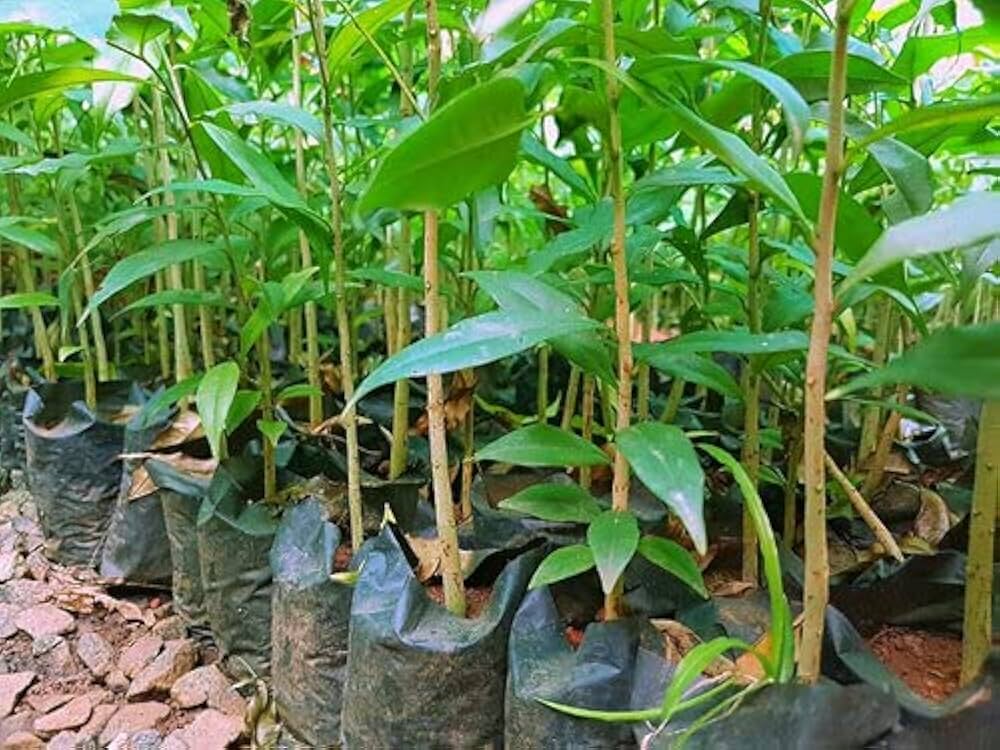 aquilaria species agarwood tree samen für home garden and exotic tree collection